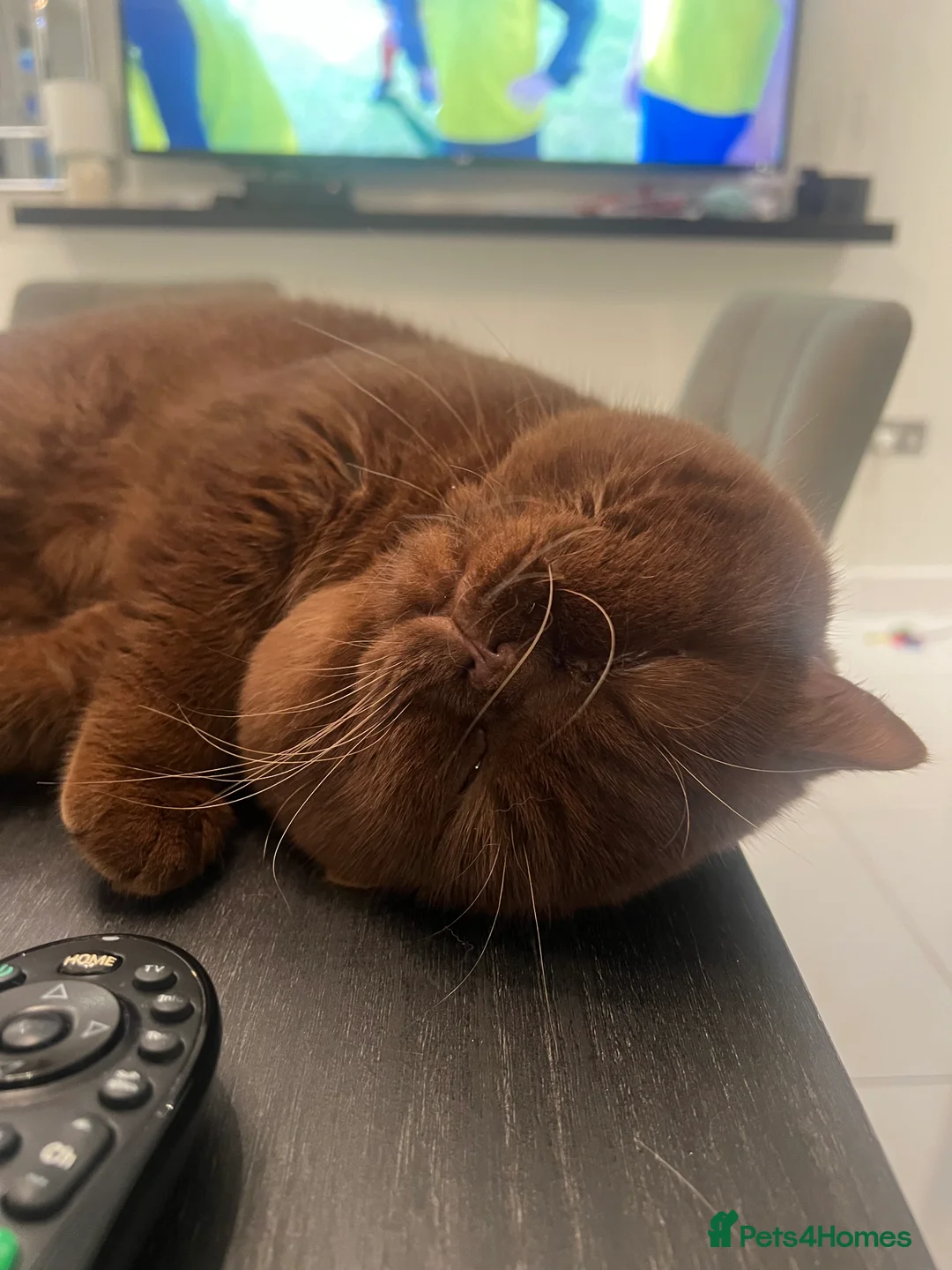 British Shorthair cats for sale: Active chocolate British short hair male - Advert 22