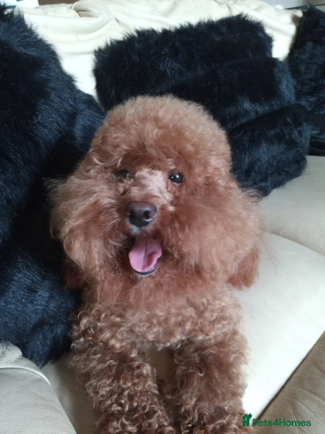 Toy Poodle dogs for stud: FULL panel DNA red KC internationa champion sired  in Ebbw Vale - Advert 1