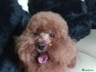 Toy Poodle dogs FULL panel DNA red KC internationa champion sired in Ebbw Vale - Advert 11