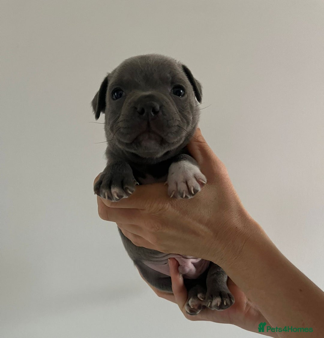 Staffordshire Bull Terrier dogs for sale: 4 Chunky blue pups - Image 5