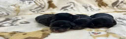 Miniature Dachshund dogs for sale: 🤎Miniature Long-Haired Dachshund Puppies🤎 - Advert 4