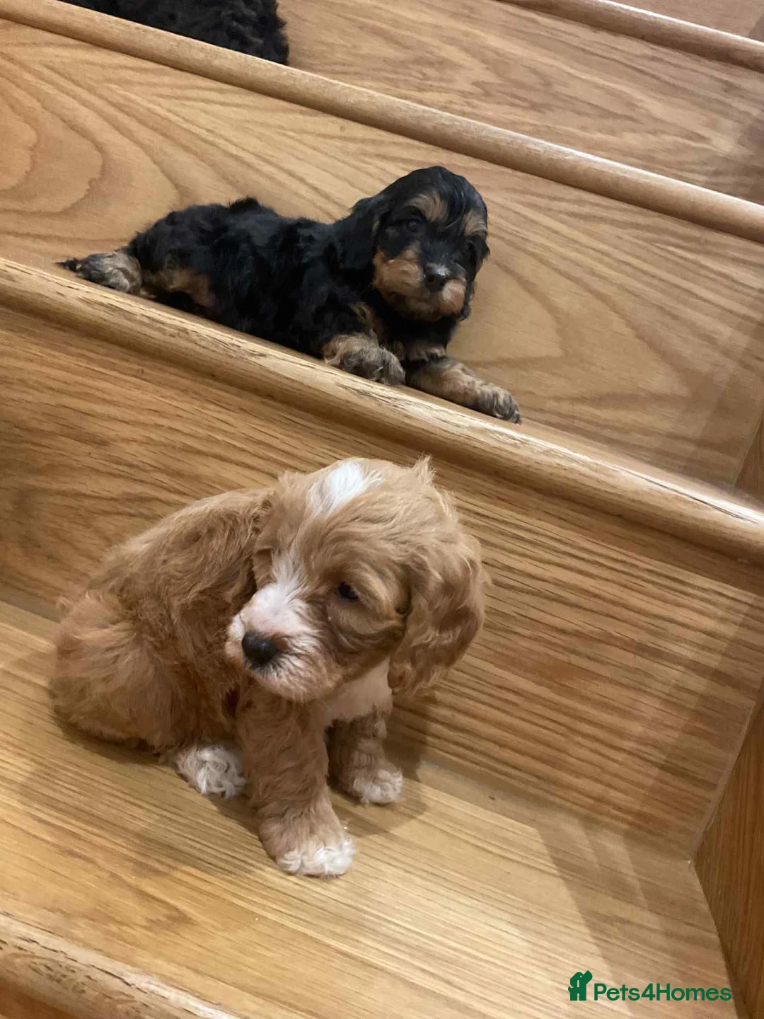 Cavapoo dogs for sale: Cavapoos f1 boys and girls  - Advert 9