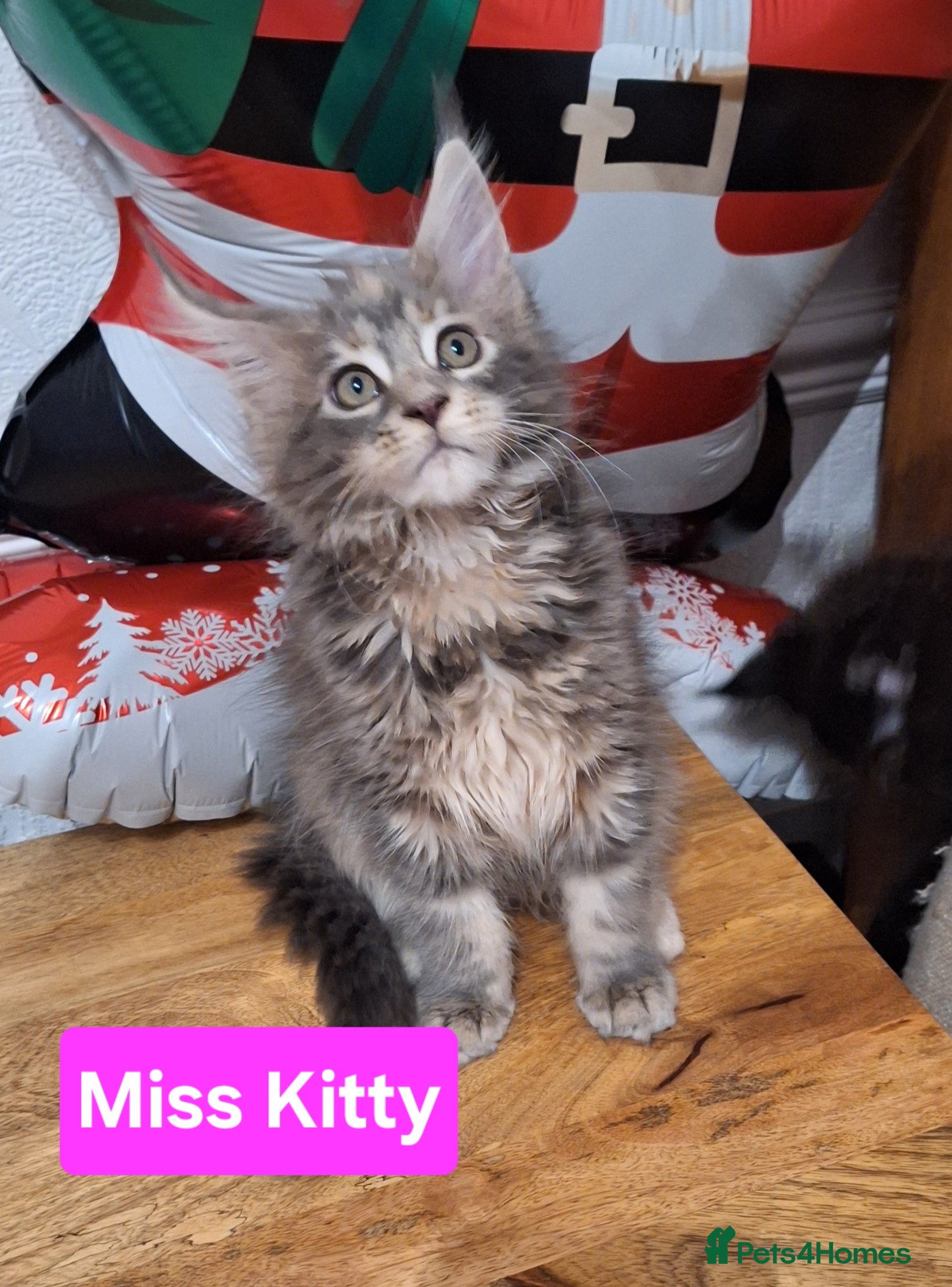 Maine Coon cats 😻 Ready Now Gorgeous Maine Coon Kittens 😻 - Advert 4