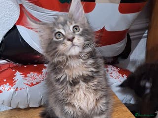 Maine Coon cats 😻 Ready Now Gorgeous Maine Coon Kittens 😻 - Advert 4