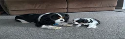 Cavalier King Charles Spaniel dogs for sale: Cavalier King Charles Spaniel Puppies - Advert 9