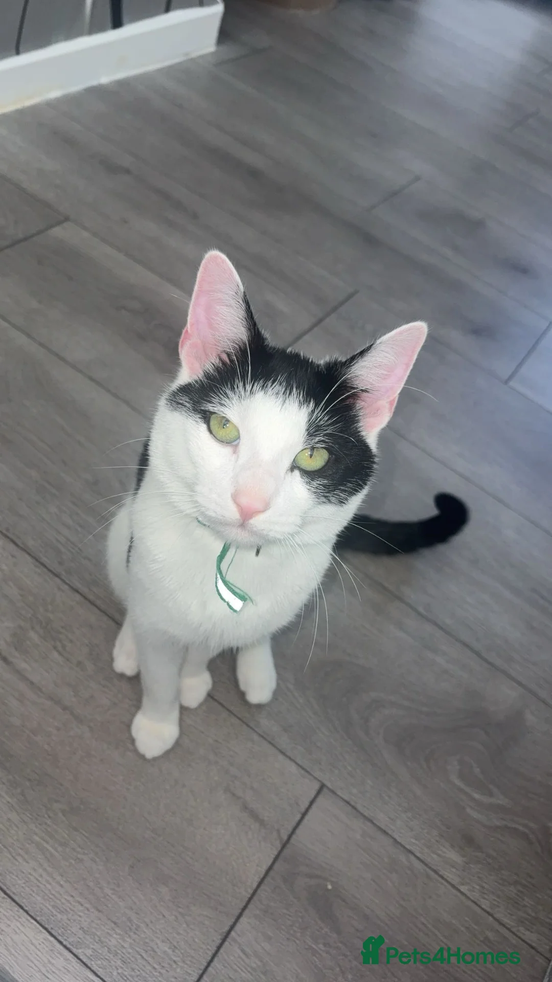 Mixed Breed cats for sale: Leo 11month cat in Glasgow - Advert 4