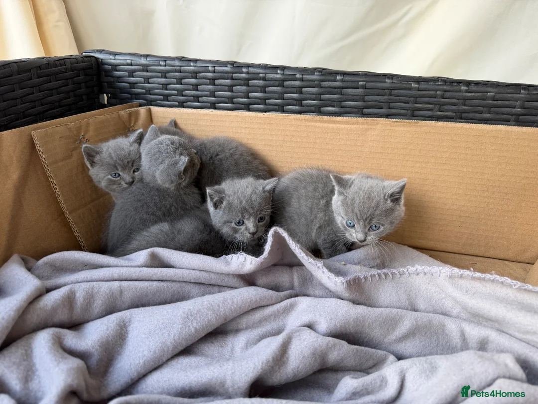 British Longhair cats for sale: 4 British Blue Shorthair Kittens For New Home Soon - Advert 1