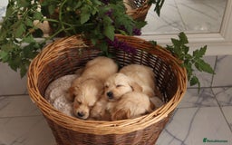Mixed Breed dogs for sale: Dakota Sport Retriever Puppies ready 01/10/25 - Image 20