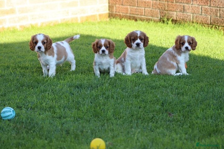 Cavalier King Charles Spaniel dogs Playful PUG x CAVALIER puppies for sale - Advert 1
