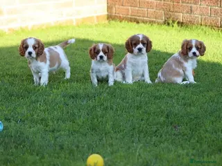 Cavalier King Charles Spaniel dogs Playful PUG x CAVALIER puppies for sale - Advert 1