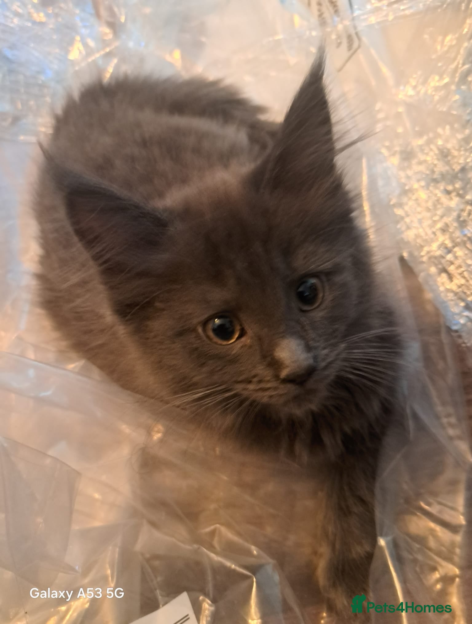 Maine Coon cats NEW PICS GCCF registered Blue  Maine coon litter  - Advert 13