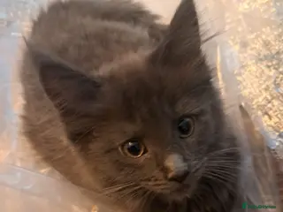 Maine Coon cats NEW PICS GCCF registered Blue Maine coon litter - Advert 13