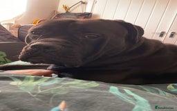 Cane Corso dogs for sale: 23 month Cane Corso - Image 6