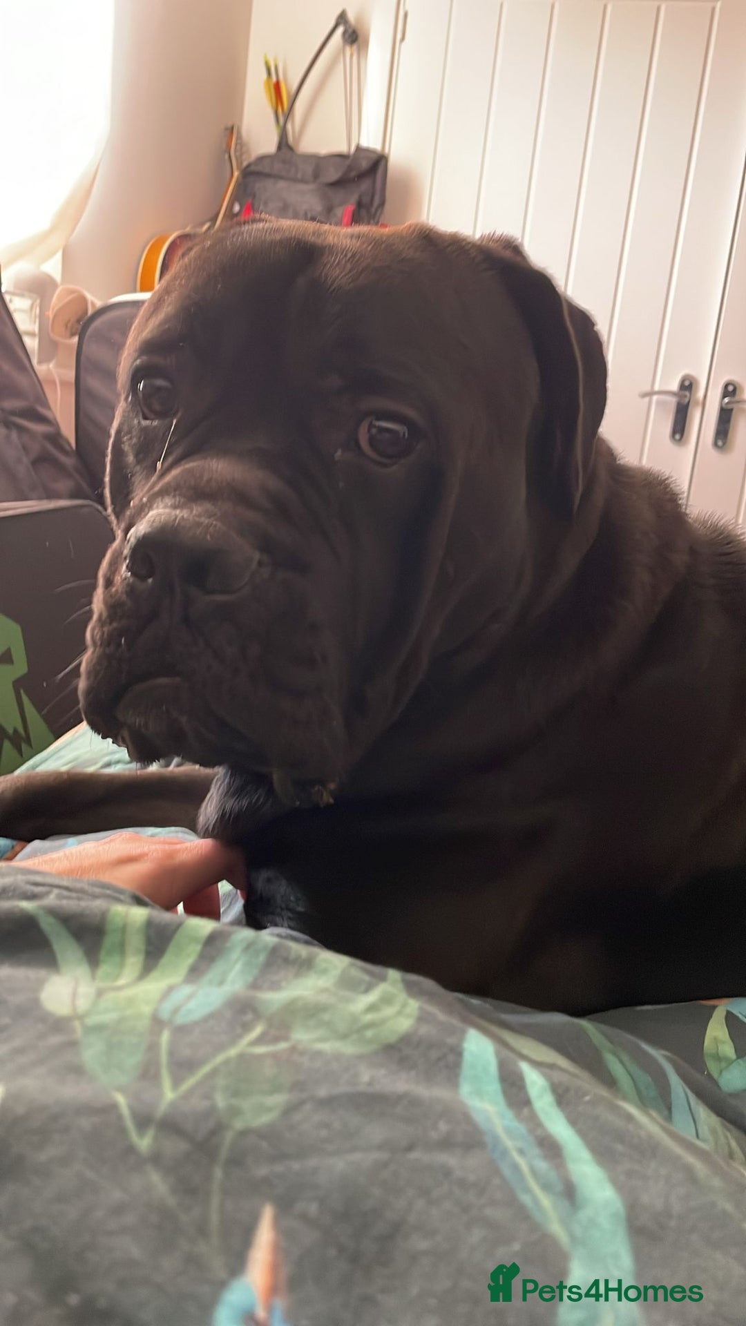 Cane Corso dogs for sale: 23 month Cane Corso - Image 6