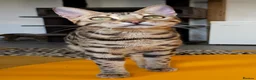 Bengal cats for sale: Striking Brown Rosetted Boy  - Advert 9