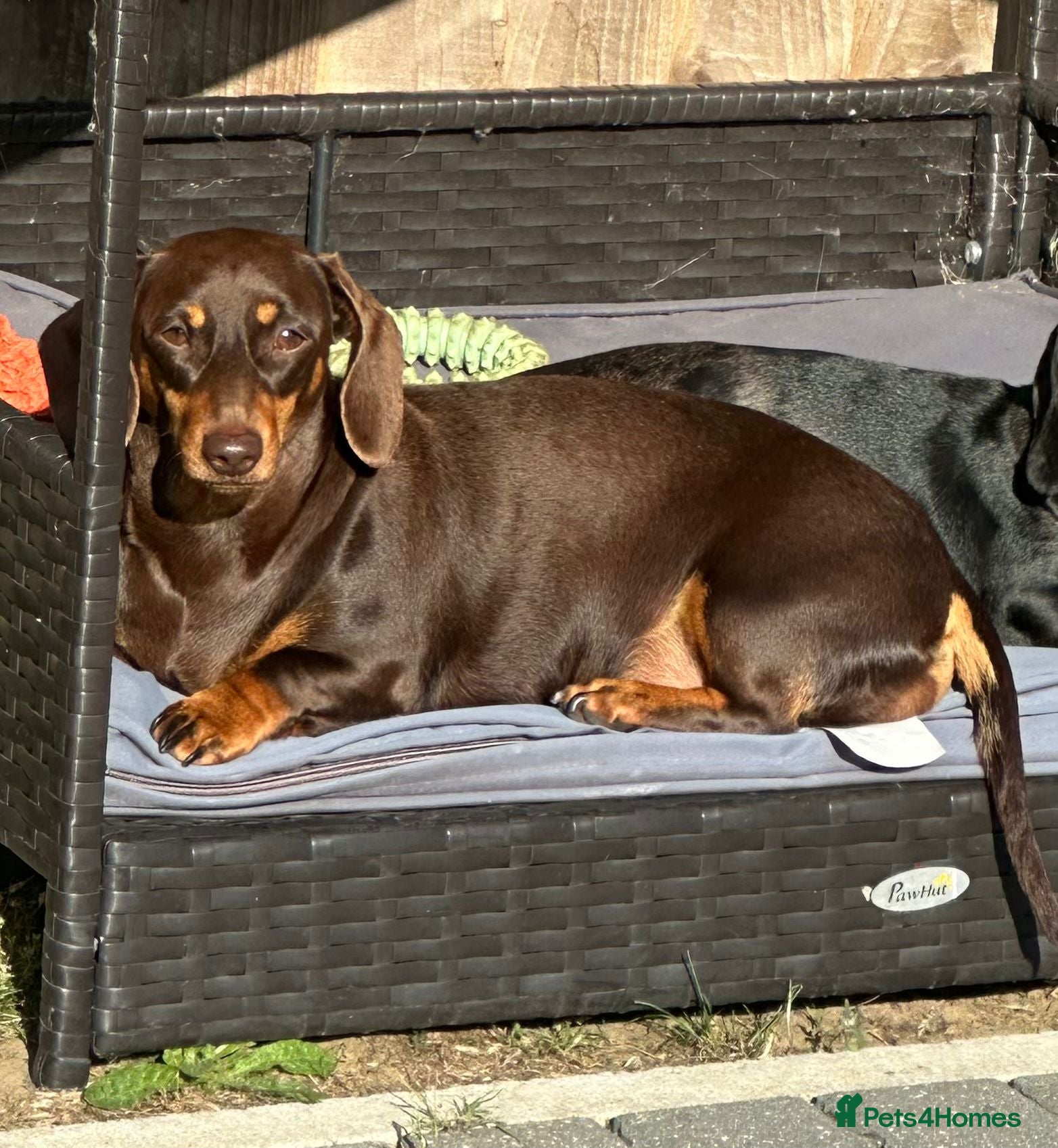 Miniature Dachshund dogs Beautiful miniature dachshund puppies  - Advert 4