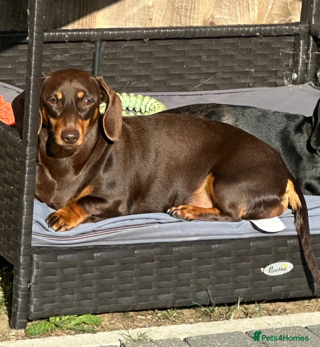 Miniature Dachshund dogs for sale: Beautiful miniature dachshund puppies  - Advert 2