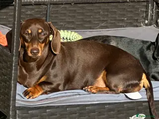 Miniature Dachshund dogs Beautiful miniature dachshund puppies - Advert 4