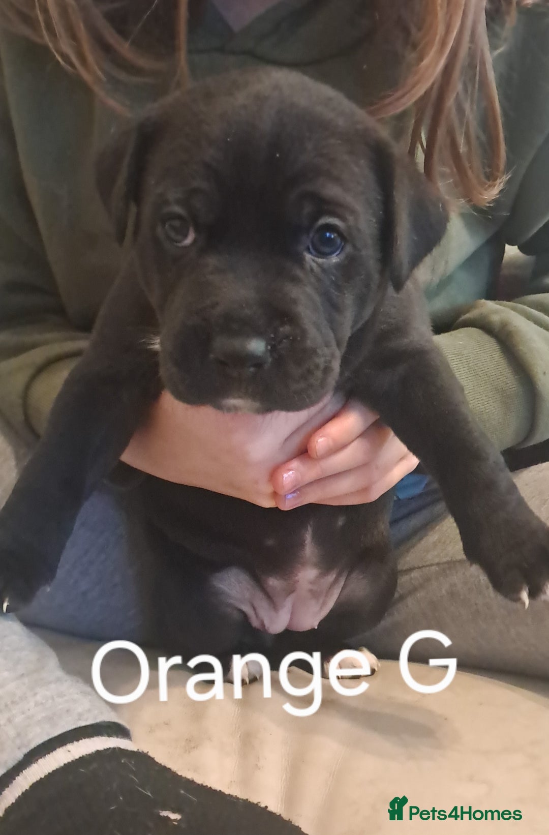 Mixed Breed dogs for sale: Staffy x malonios - Advert 12