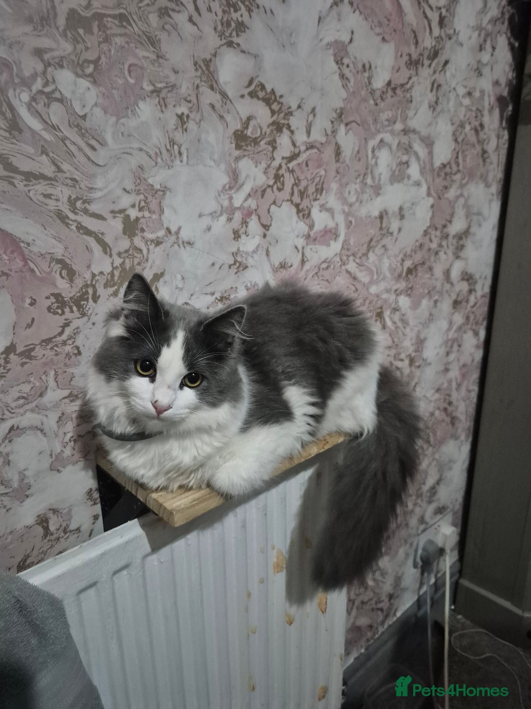 Ragdoll cats for sale: 💥😻 ragdoll x domestic boy 😻💥 - Advert 5
