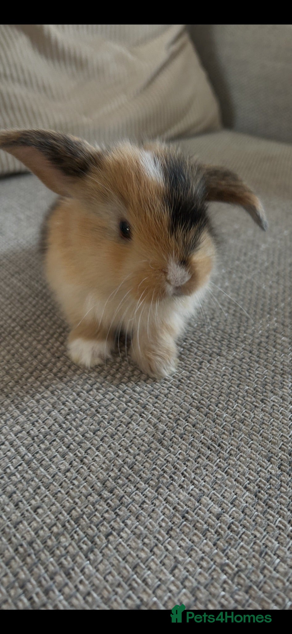 Mini Lop rabbits Mini lop Bunnies  - Advert 17