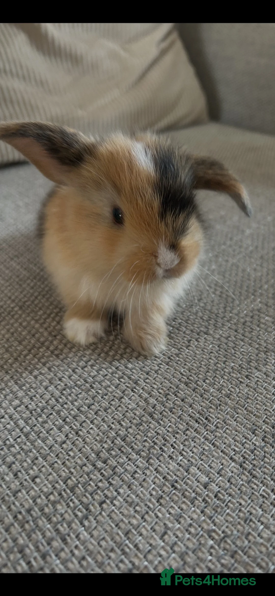 Mini Lop rabbits for sale: Beautiful Mini lop Bunnies  - Advert 1