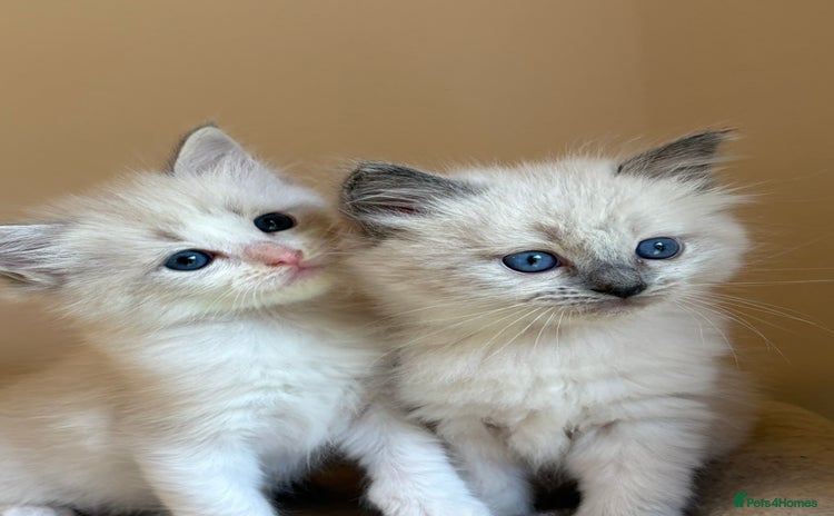 Ragdoll cats - Advert 15