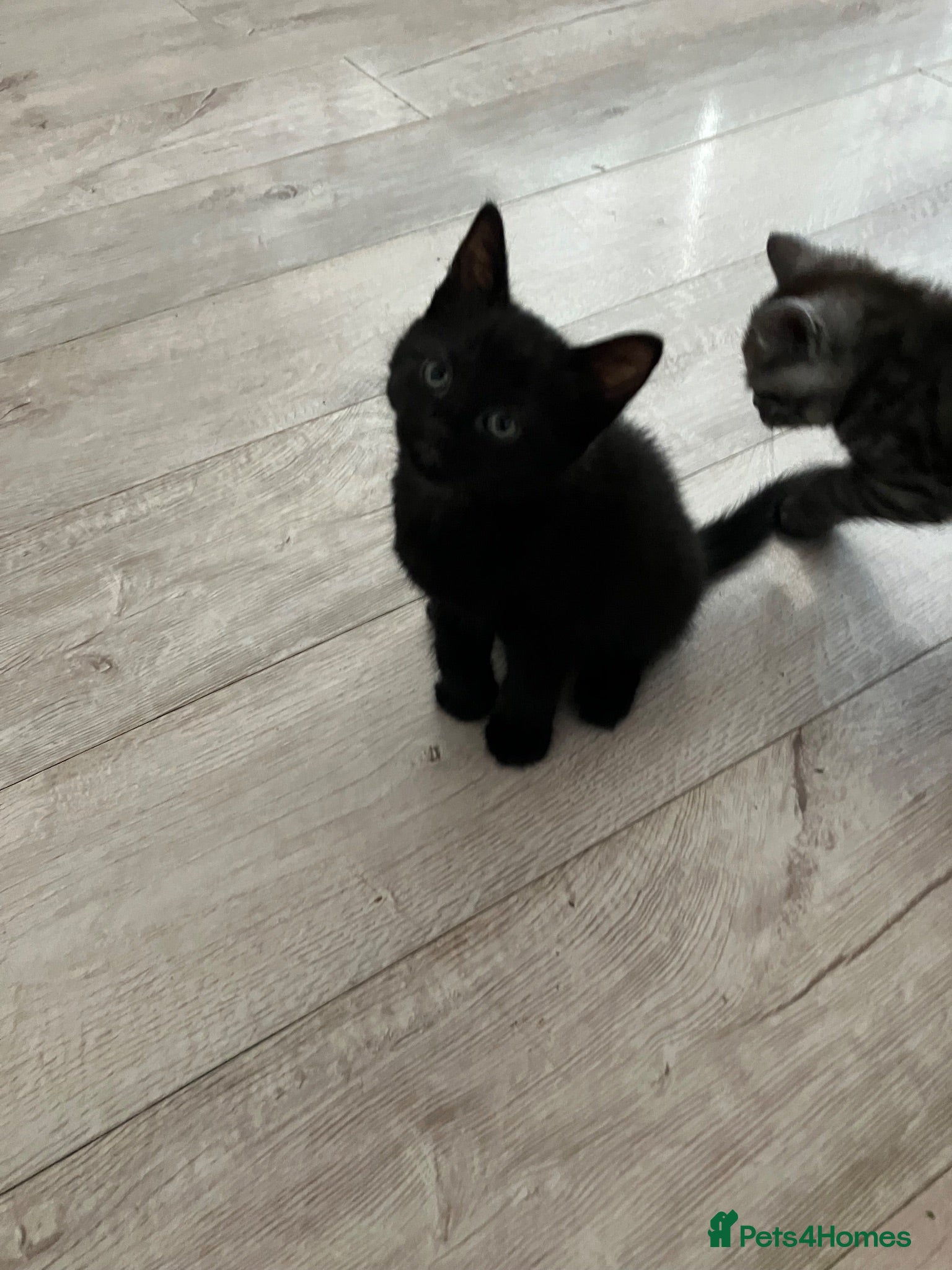 Russian Blue cats Last beautiful black tabby female kitten - Advert 9