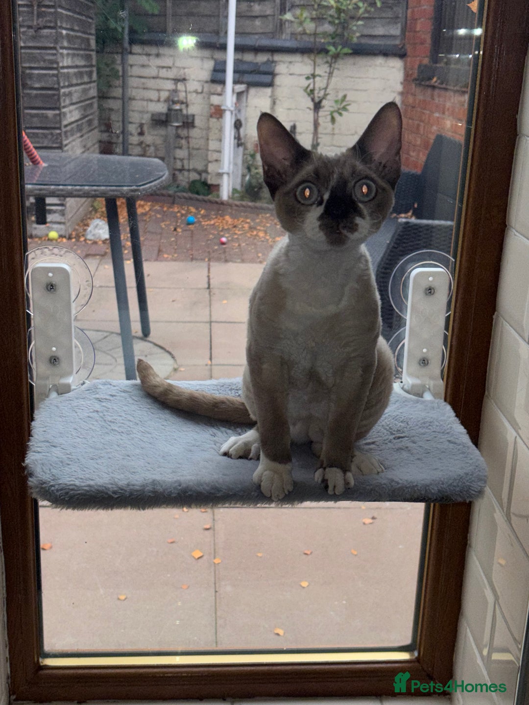 Devon Rex cats for sale: Devon Rex “Chino” - Advert 9