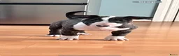 English Bull Terrier dogs for sale: TWO BEAUTIFUL GIRLS READY TO LEAVE  - Advert 9