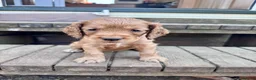 Cocker Spaniel dogs for sale: KC registered English Working Cocker Spaniels - Advert 19