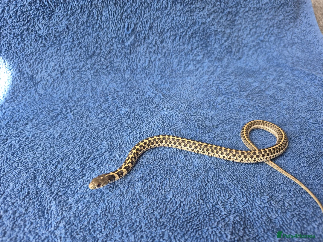 Garter Snake reptiles for sale: Green checkered garter baby snakes. in Gillingham - Advert 2