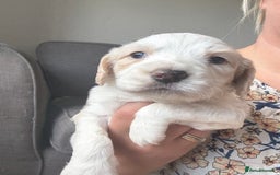 Mixed Breed dogs for sale: Cocker spaniel x chihuahua dalmation  - Image 10