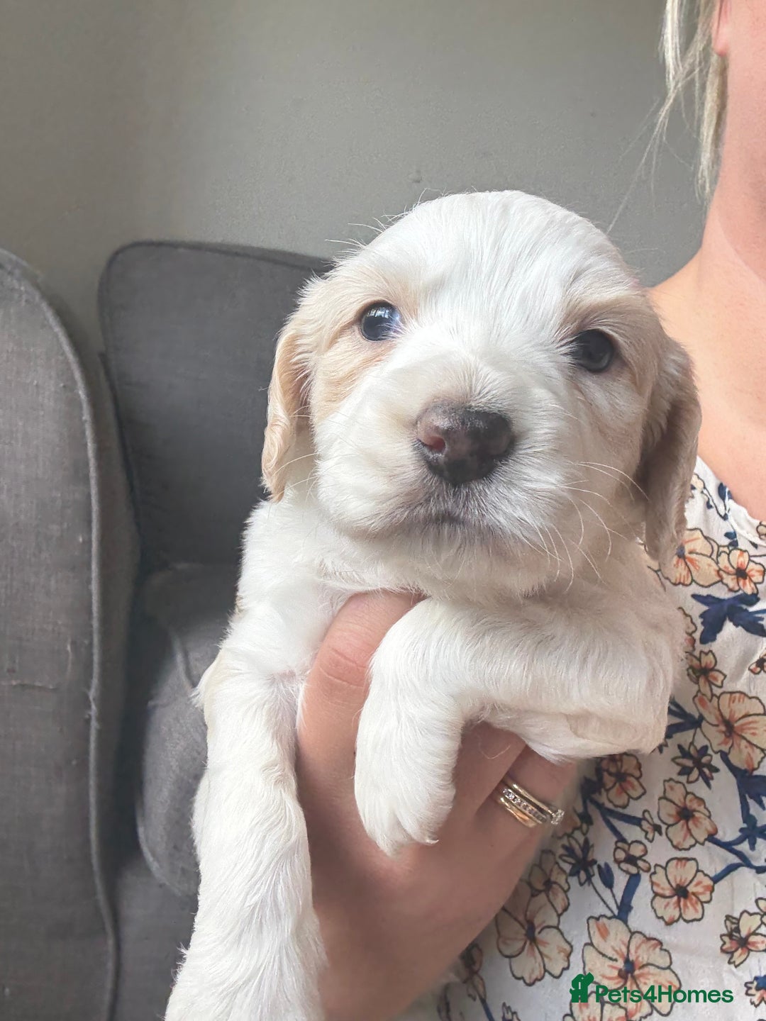 Mixed Breed dogs for sale: Cocker spaniel x chihuahua dalmation  - Image 10