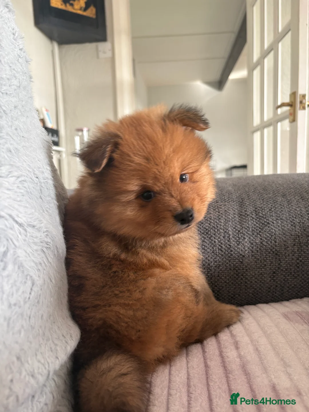 Pomeranian dogs for sale: Pomeranian Puppies - Advert 20