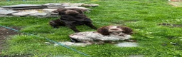 Springador dogs for sale: Beautiful Lab x springer spaniel puppies  - Advert 8