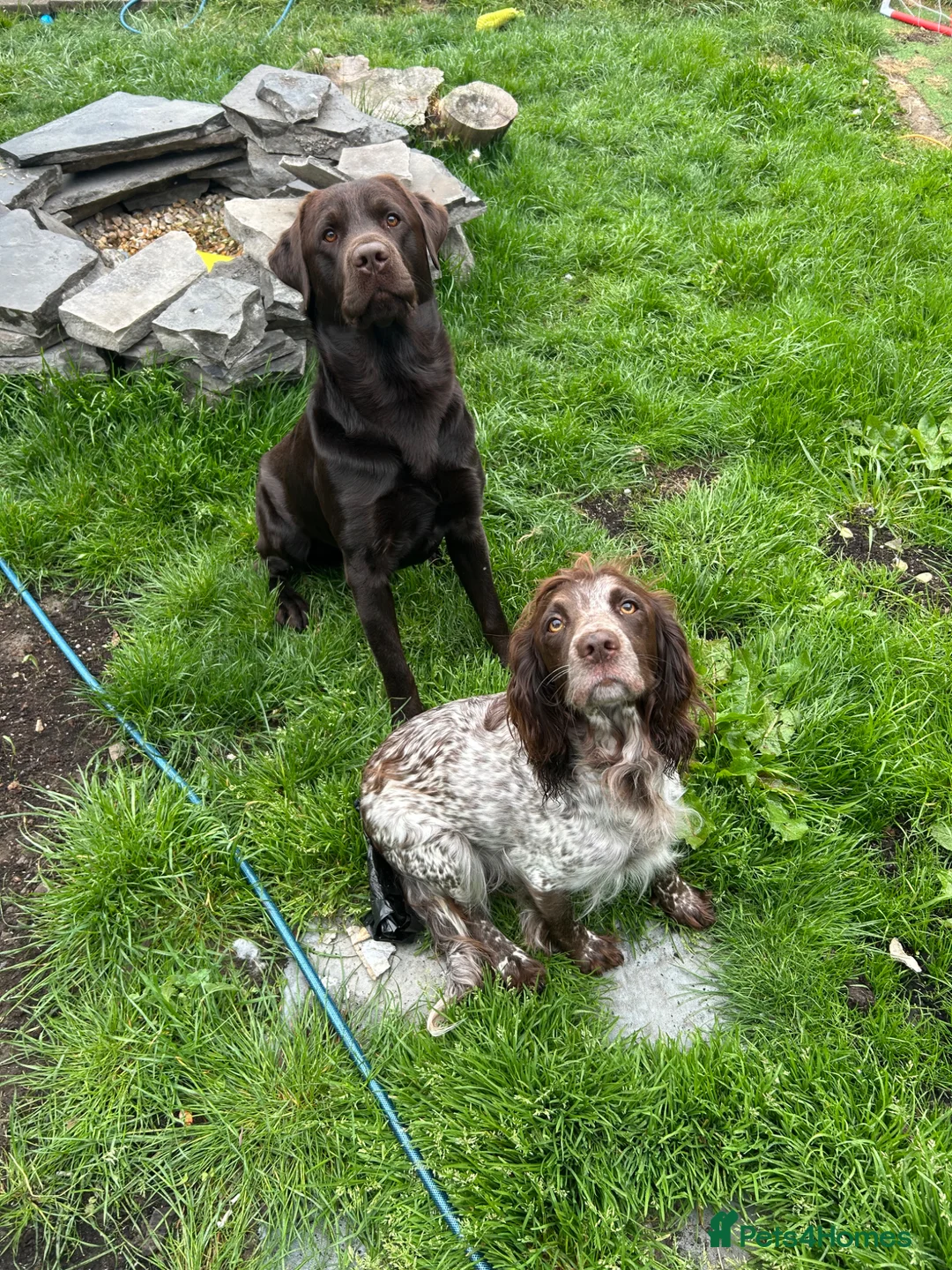 Springador dogs for sale: Ready Now! Beautiful Lab x Springer Spaniel  - Advert 4