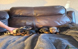 Dachshund dogs for sale: Beautiful standard dachshund puppies ❤️ - Image 17