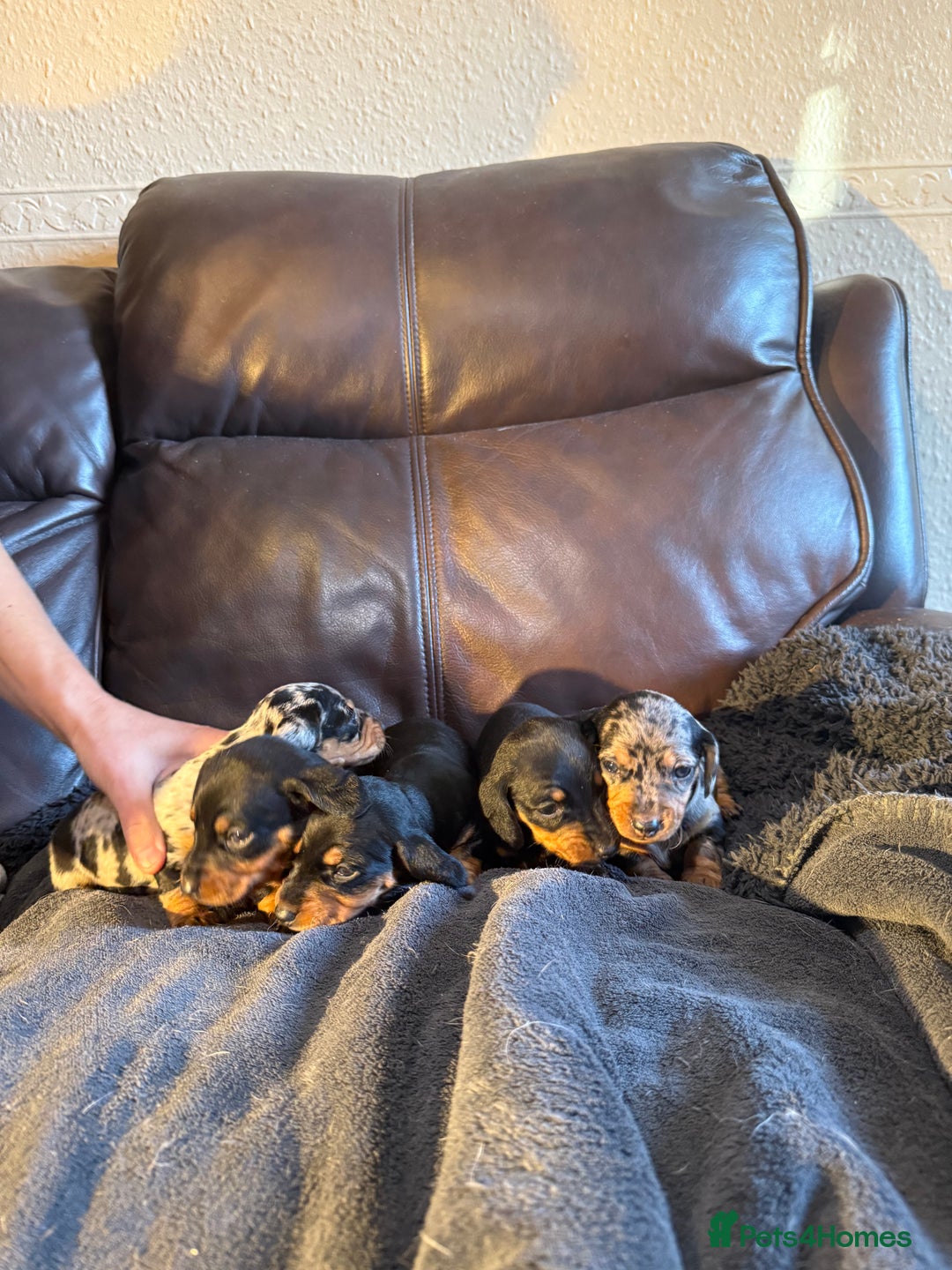 Dachshund dogs for sale: Beautiful standard dachshund puppies ❤️ - Image 17