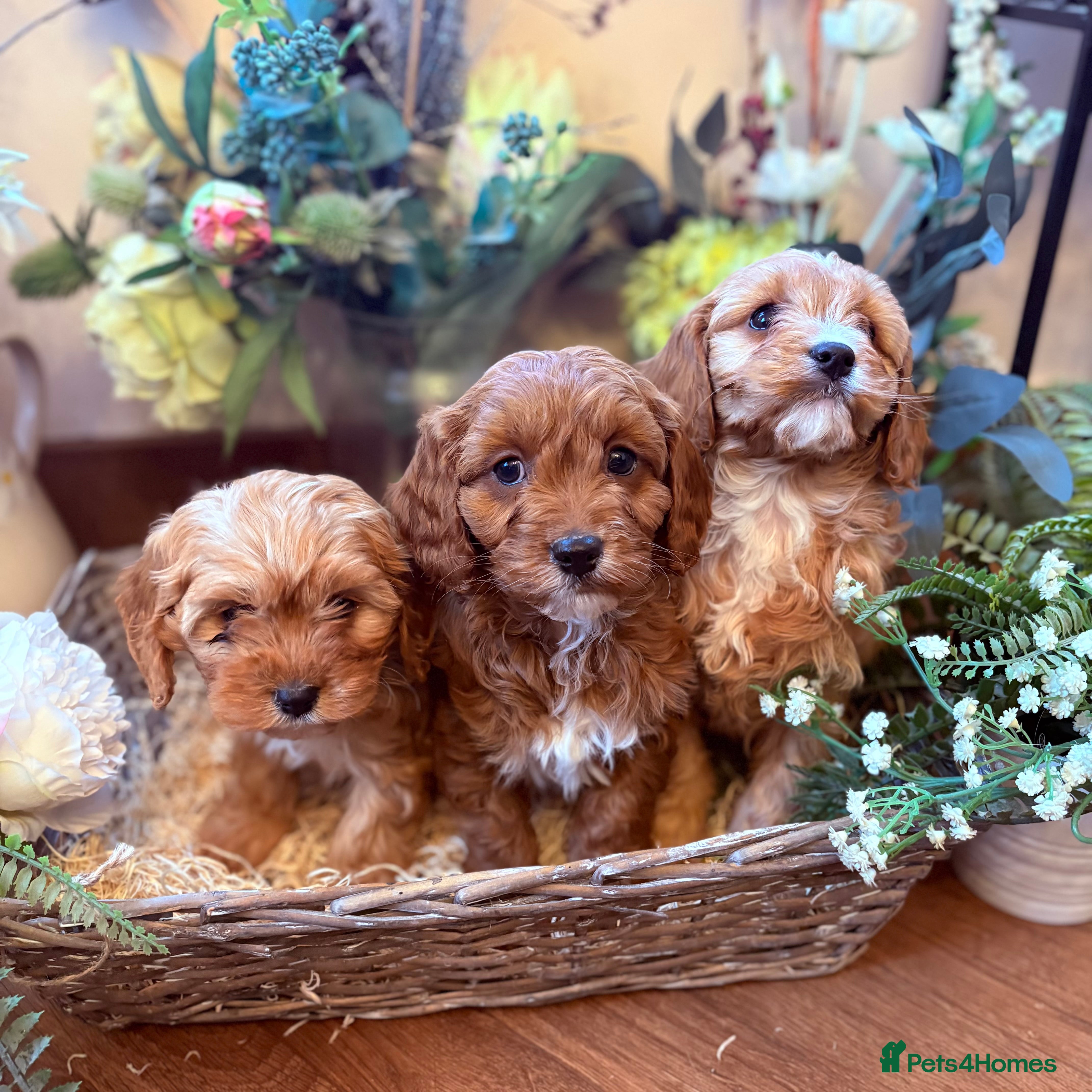 Cavapoo dogs Health tested toy cavapoo boys - Advert 6