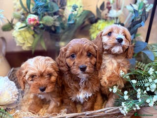 Cavapoo dogs Health tested toy Cavapoo girl - Advert 17