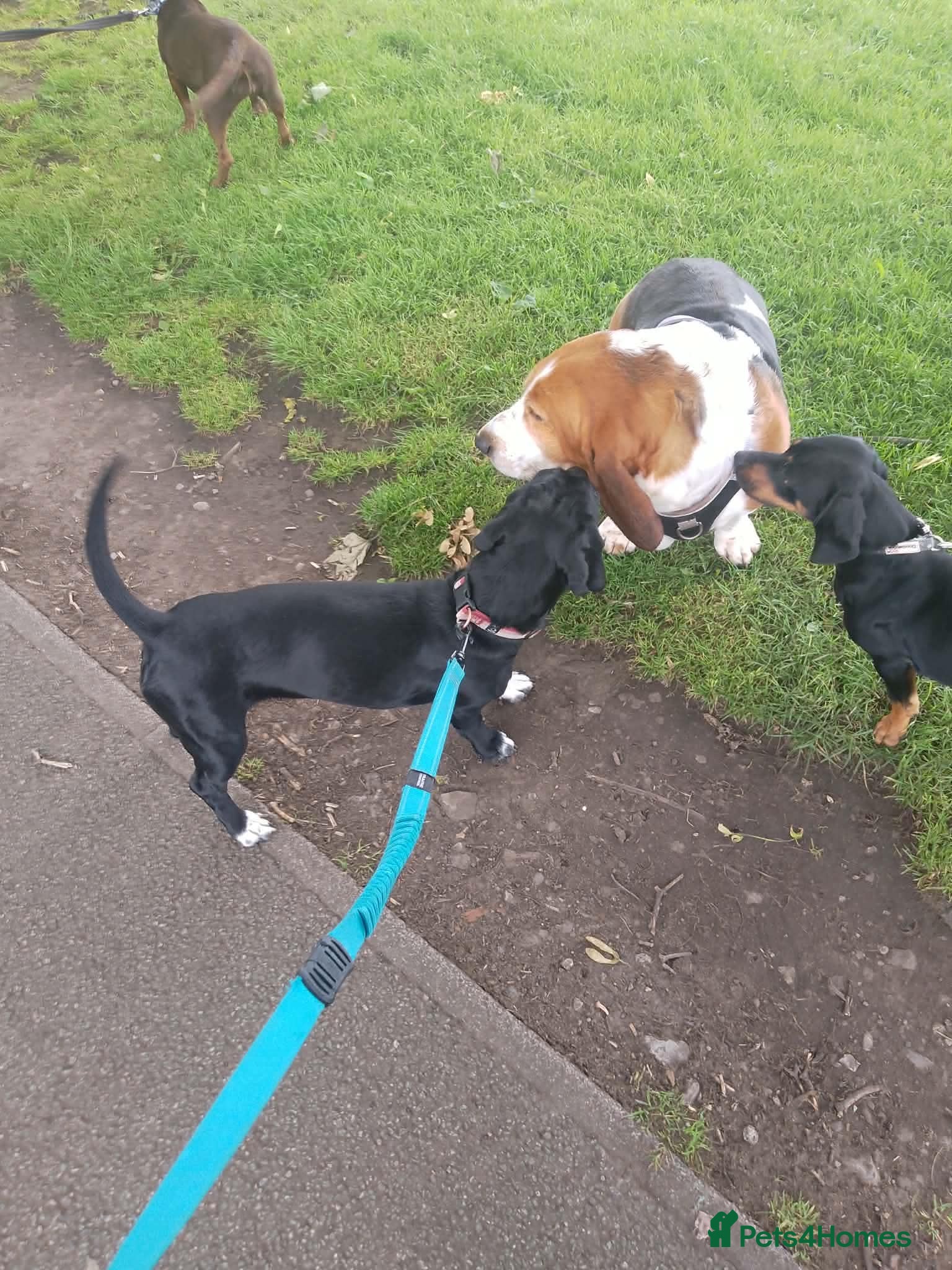 Mixed Breed dogs Chewit 🐶 - Advert 7