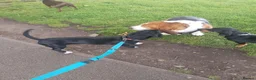 Mixed Breed dogs for sale: Chewit 🐶 in Salford - Advert 1