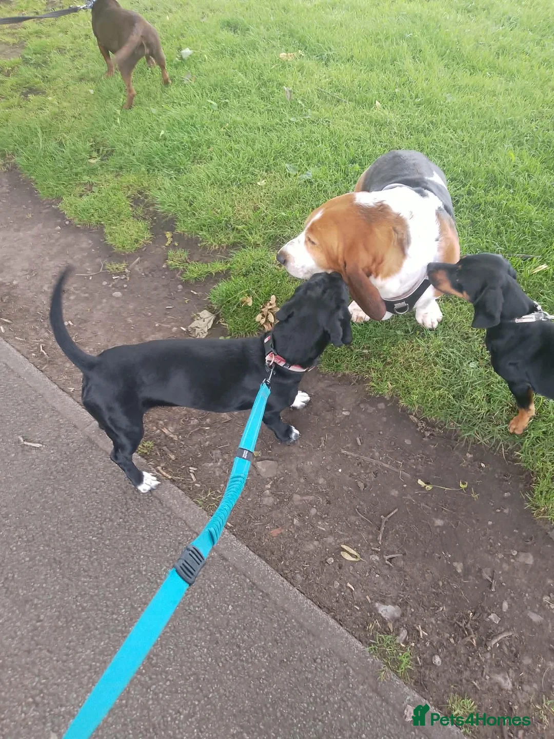 Mixed Breed dogs for sale: Chewit 🐶 in Salford - Advert 1