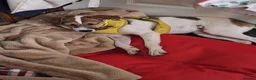 Jack Russell dogs for adoption: Toby -Mini Jack Russell in Camberley - Advert 3