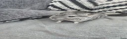 Chinchilla rodents for sale: Lovely chinchila kits all standard  - Advert 4