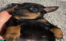 Lancashire Heeler dogs for sale: Lancashire Heelers - Image 31