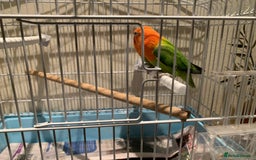 Lovebirds birds for sale: Breeding pair of love birds for sale - Image 12