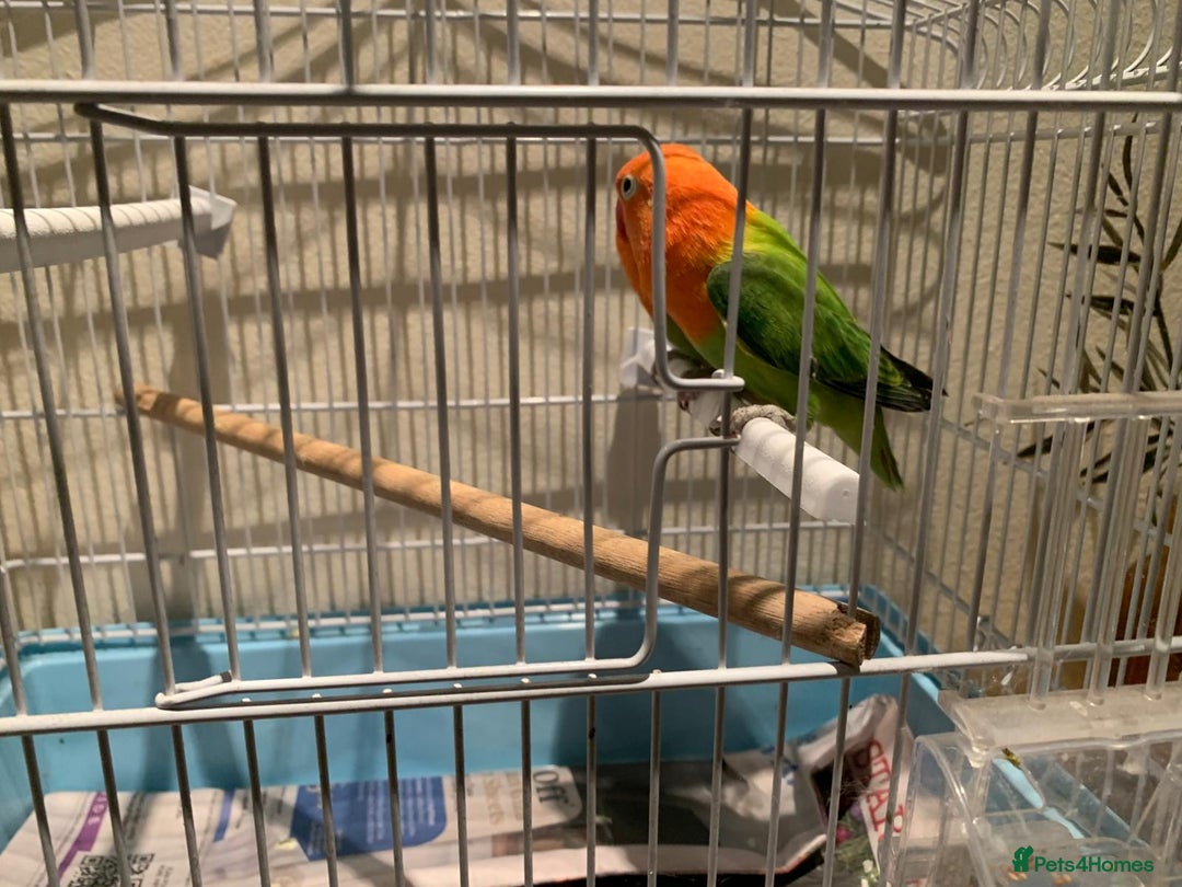 Lovebirds birds for sale: Breeding pair of love birds for sale - Image 12