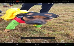 Staffordshire Bull Terrier dogs for sale: Staffordshire Bull terrier male red  - Image 21